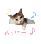 茶白猫と三毛猫の写真スタンプ3（個別スタンプ：31）
