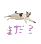 茶白猫と三毛猫の写真スタンプ3（個別スタンプ：35）