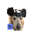 Rakkun dayo 2（個別スタンプ：3）