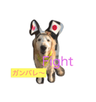 Rakkun dayo 2（個別スタンプ：4）