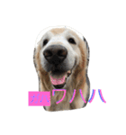 Rakkun dayo 2（個別スタンプ：9）