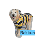 Rakkun dayo 2（個別スタンプ：15）