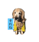 Rakkun dayo 2（個別スタンプ：16）