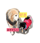 Rakkun dayo 2（個別スタンプ：21）