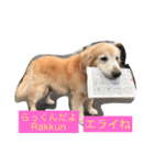 Rakkun dayo 2（個別スタンプ：29）