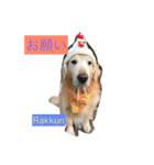 Rakkun dayo 2（個別スタンプ：30）