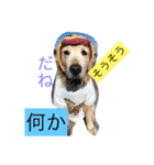 Rakkun dayo 2（個別スタンプ：34）