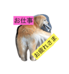 Rakkun dayo 2（個別スタンプ：36）