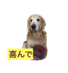 Rakkun dayo 2（個別スタンプ：37）