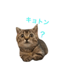 ネイ丸のスタンプ（個別スタンプ：18）