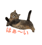 ネイ丸のスタンプ（個別スタンプ：28）