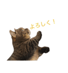 ネイ丸のスタンプ（個別スタンプ：33）