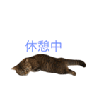 ネイ丸のスタンプ（個別スタンプ：39）