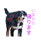 ロキとニコ。（個別スタンプ：3）