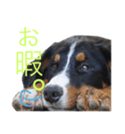 ロキとニコ。（個別スタンプ：7）