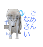 ロキとニコ。（個別スタンプ：8）