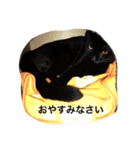 すみんごと仲間たち（個別スタンプ：1）