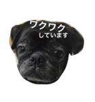 美パグのだいふくちゃん ver.2（個別スタンプ：1）
