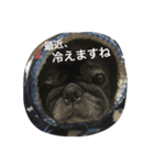 美パグのだいふくちゃん ver.2（個別スタンプ：2）
