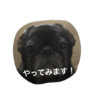 美パグのだいふくちゃん ver.2（個別スタンプ：4）