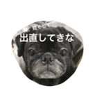 美パグのだいふくちゃん ver.2（個別スタンプ：7）