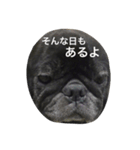 美パグのだいふくちゃん ver.2（個別スタンプ：8）