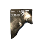 美パグのだいふくちゃん ver.2（個別スタンプ：10）