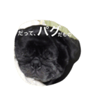 美パグのだいふくちゃん ver.2（個別スタンプ：13）