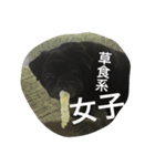 美パグのだいふくちゃん ver.2（個別スタンプ：15）