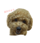 日常で使えるわんちゃん（個別スタンプ：2）