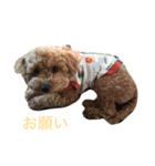 日常で使えるわんちゃん（個別スタンプ：5）