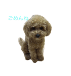 日常で使えるわんちゃん（個別スタンプ：6）