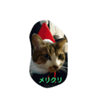 今日の出来事。猫スタンプ（個別スタンプ：1）