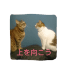 今日の出来事。猫スタンプ（個別スタンプ：2）