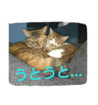 今日の出来事。猫スタンプ（個別スタンプ：3）