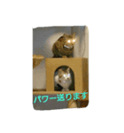 今日の出来事。猫スタンプ（個別スタンプ：5）