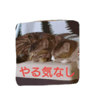 今日の出来事。猫スタンプ（個別スタンプ：6）