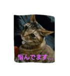 今日の出来事。猫スタンプ（個別スタンプ：8）