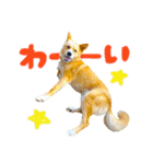 korowan（個別スタンプ：2）