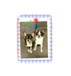 チワワと一緒（個別スタンプ：1）