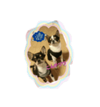 チワワと一緒（個別スタンプ：2）