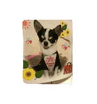 チワワと一緒（個別スタンプ：4）