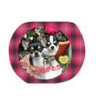 チワワと一緒（個別スタンプ：7）