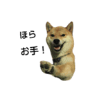 柴犬タロの日常（個別スタンプ：1）