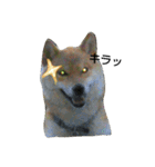 柴犬タロの日常（個別スタンプ：2）