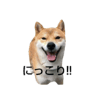 柴犬タロの日常（個別スタンプ：3）