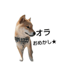 柴犬タロの日常（個別スタンプ：4）