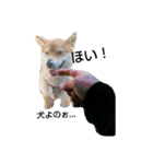 柴犬タロの日常（個別スタンプ：6）