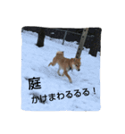 柴犬タロの日常（個別スタンプ：8）