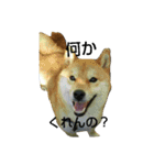 柴犬タロの日常（個別スタンプ：9）